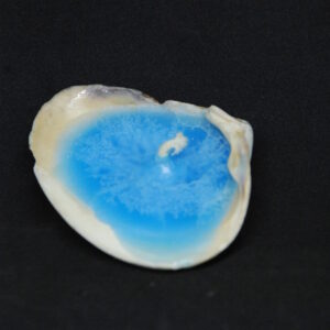 シェルキャンドル（Blue）ミディアム